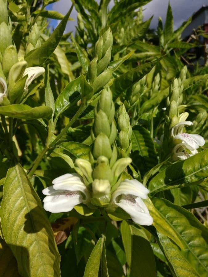 Noce di Malabar 2