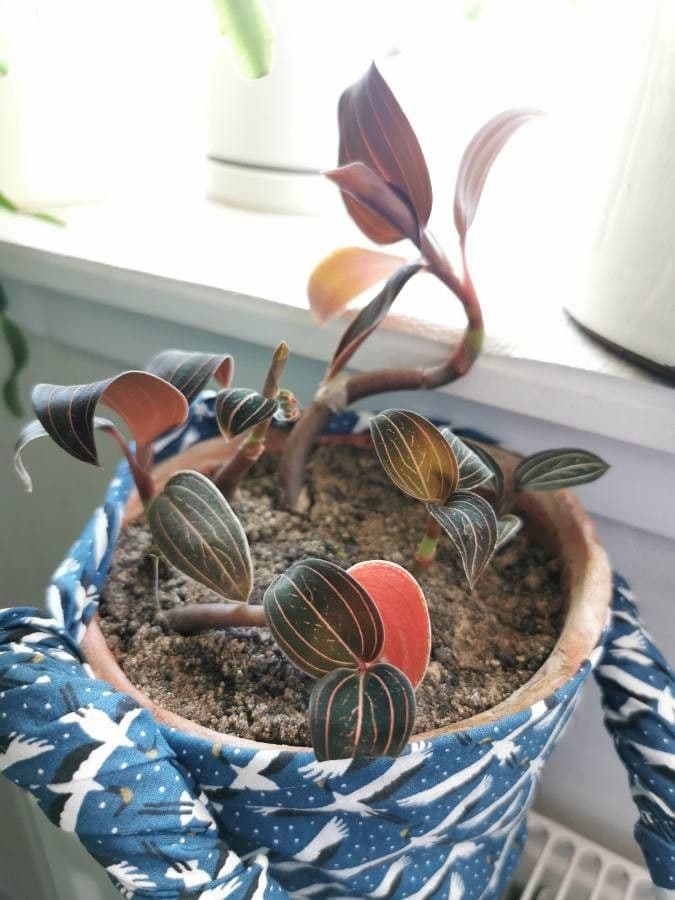 Schmuckorchidee 12
