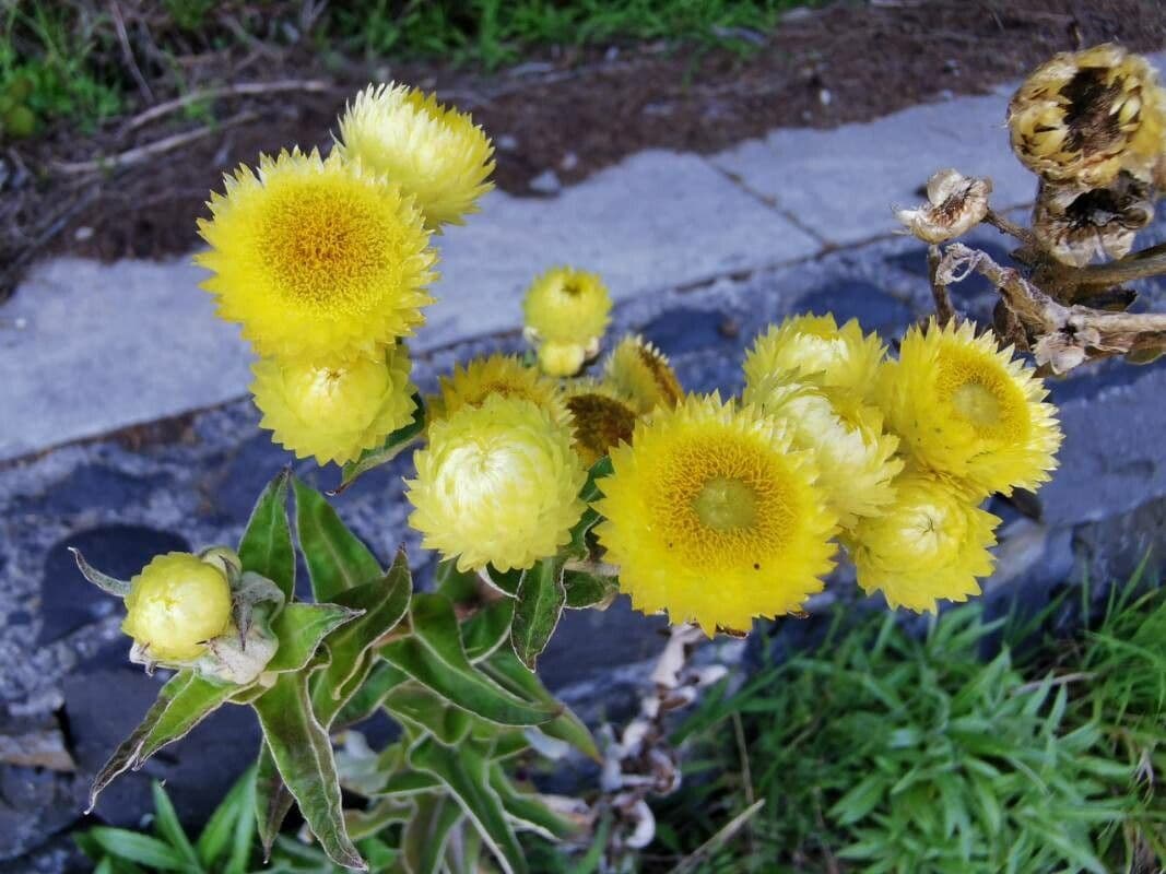 Stinkende Strohblume