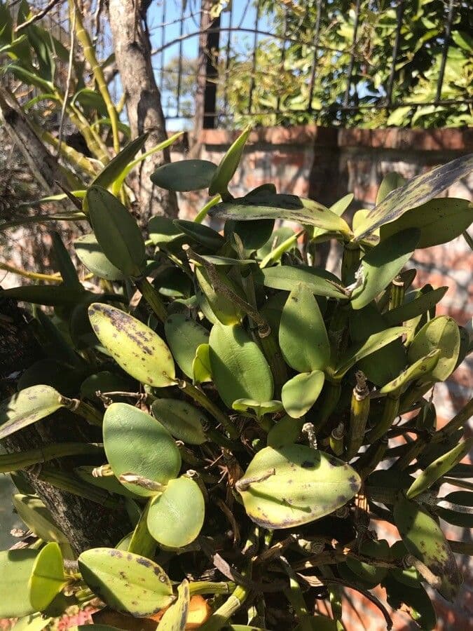 Skinner-Guarianthe 7
