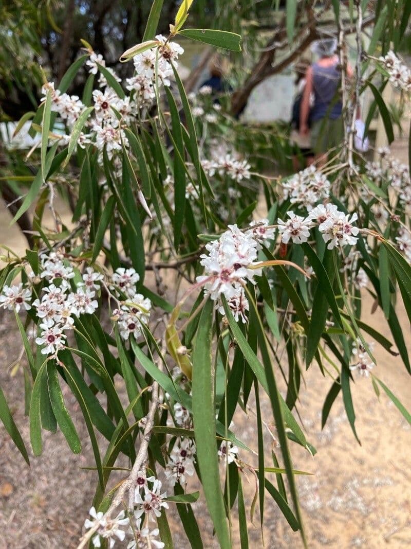 Agonis 4