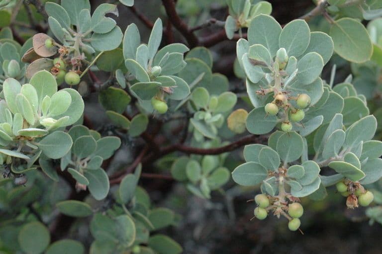 Arctostaphylos 17