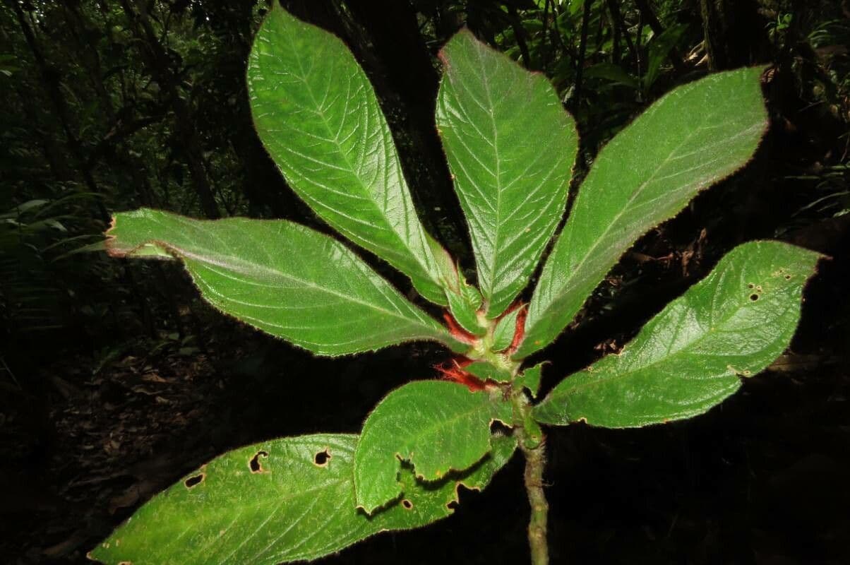 Columnea 10