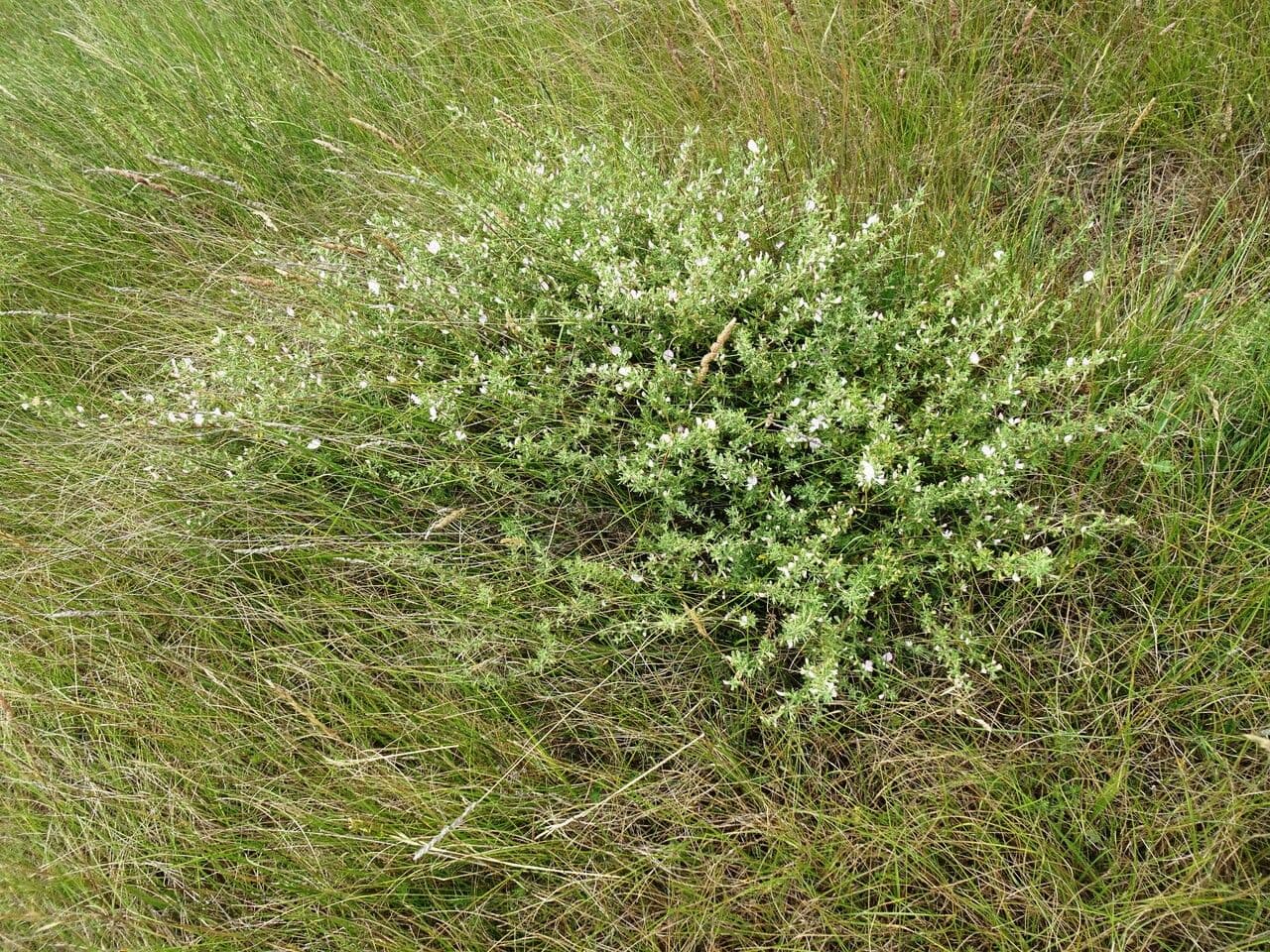 Ononide spinosa 13