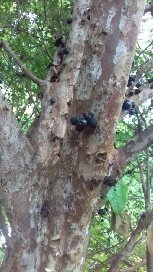 Jabuticaba 5