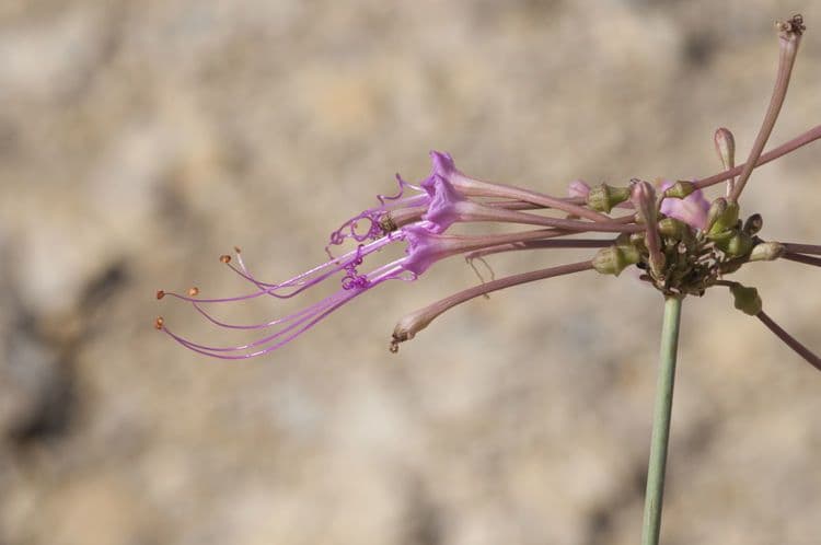Anulocaulis leiosolenus 2