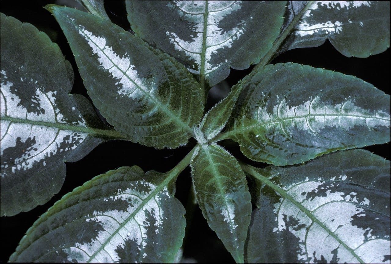 Impatiens