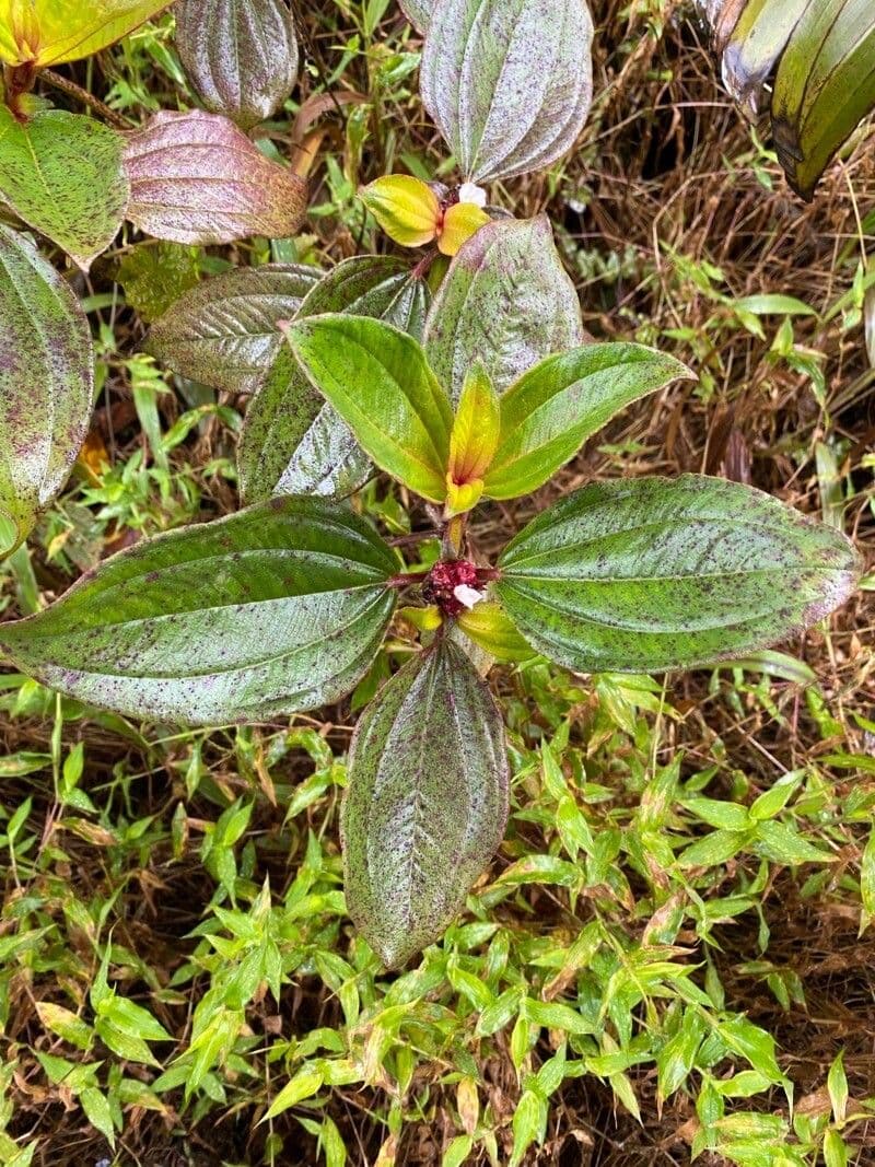 Mauritius-Tristemma 8