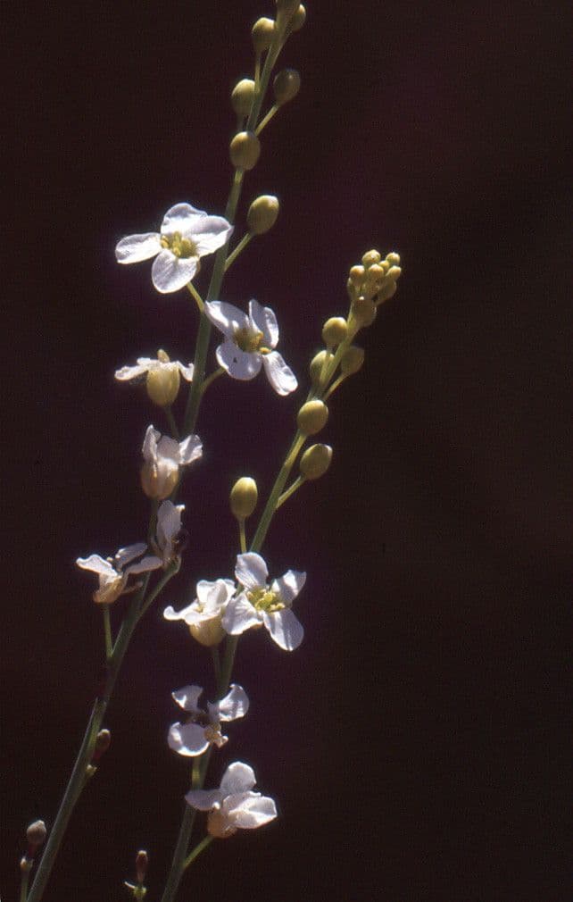 Crambe filiforme 22