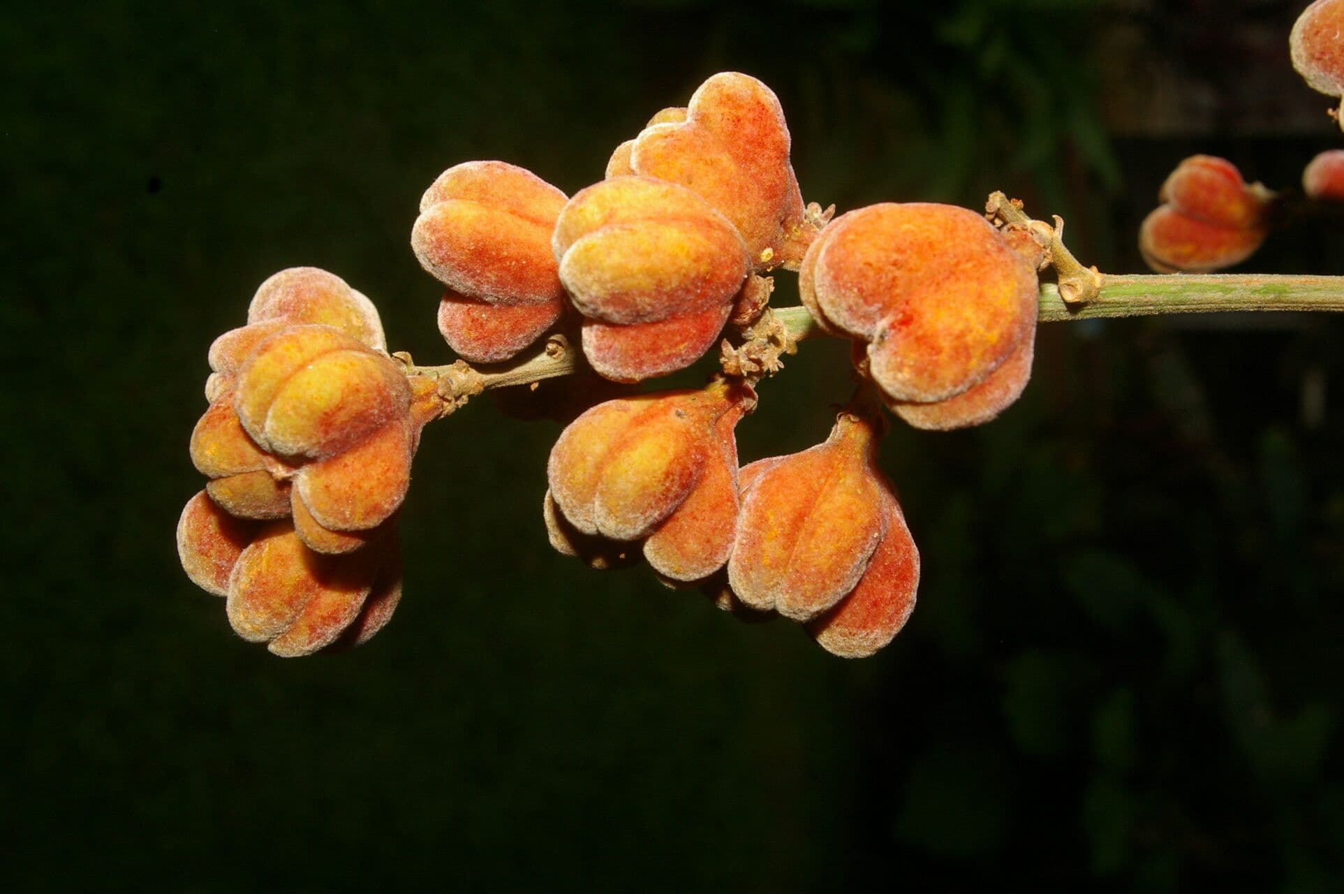 Cupania scrobiculata 4