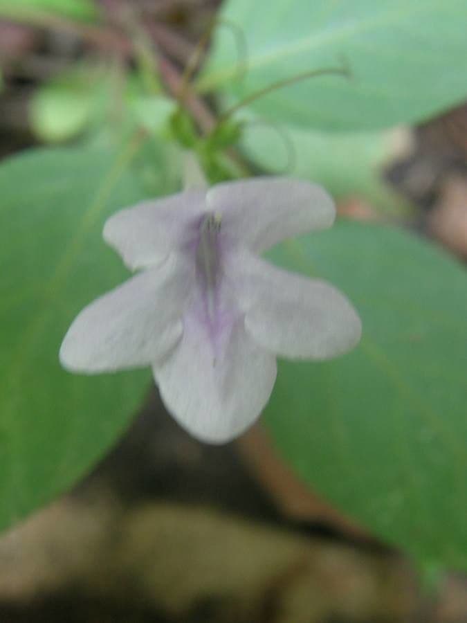 Streptocarpus 3