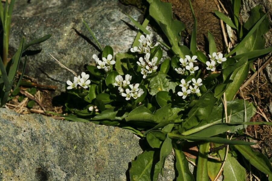 Cardamine bellidifolia 5