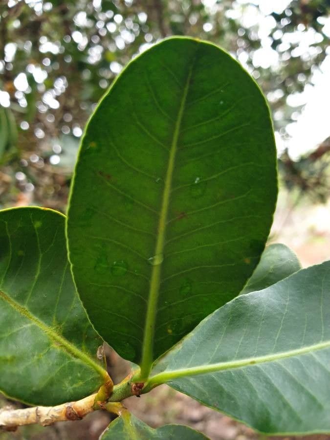 Garcinia livingstonei 13