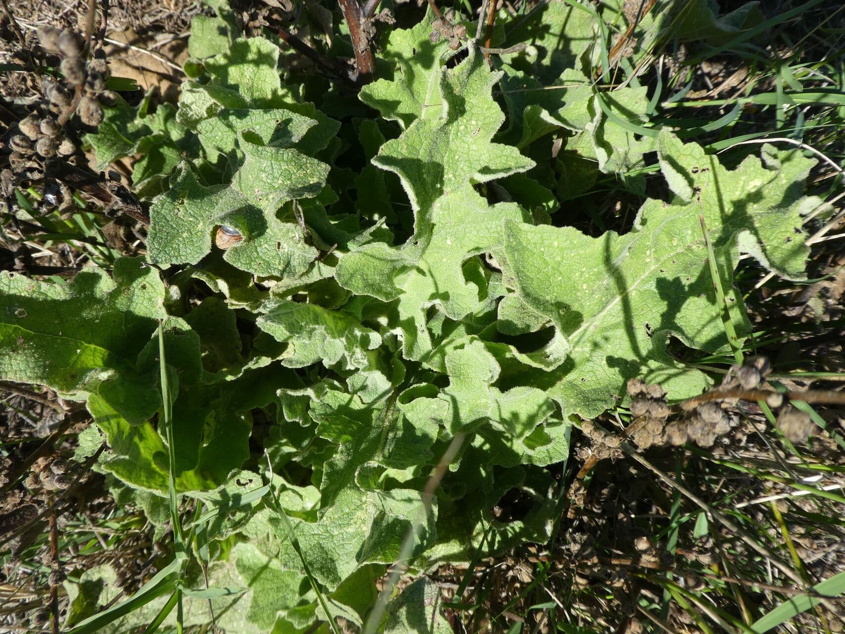 Mullein 10
