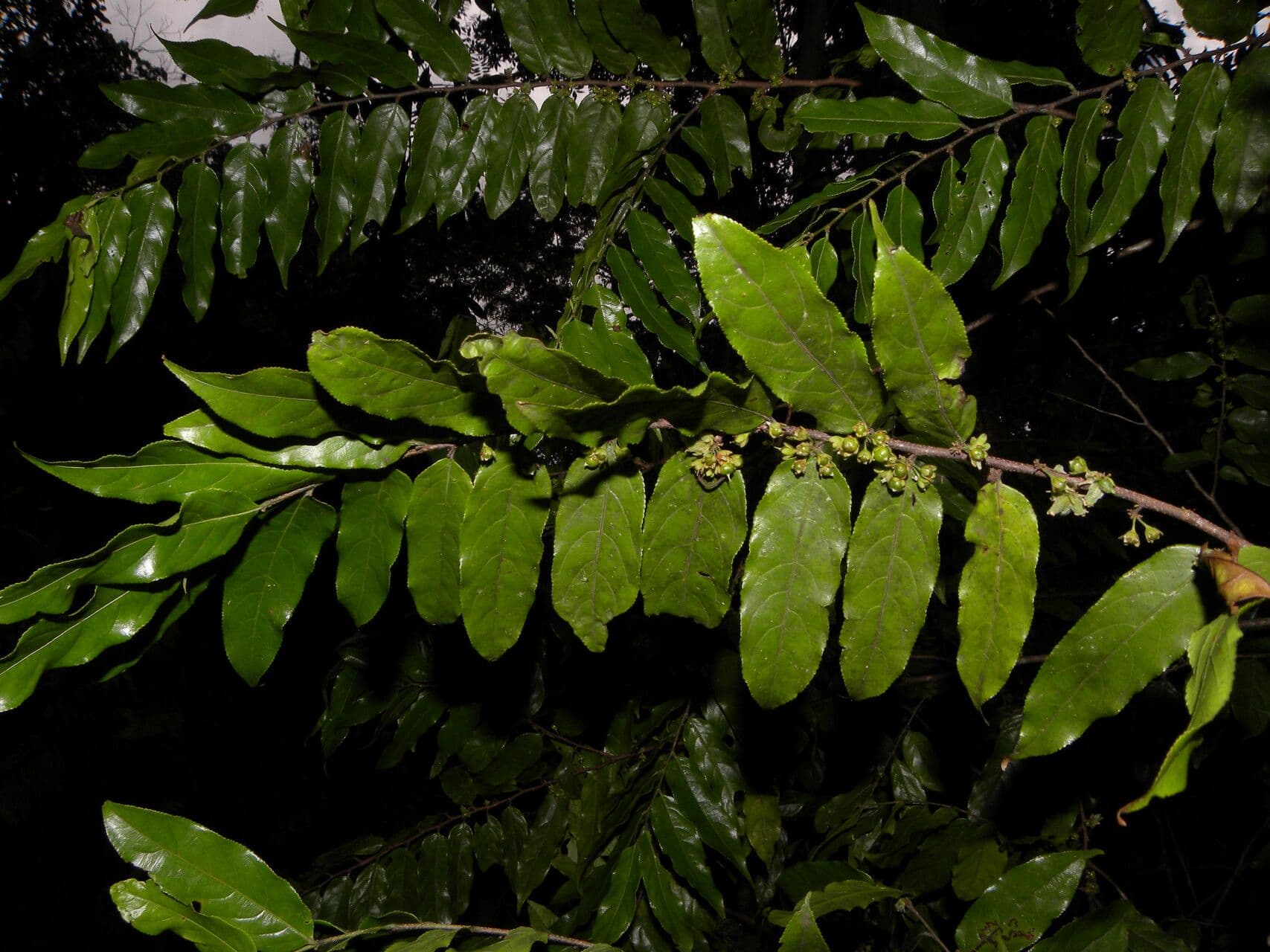 Casearia 12