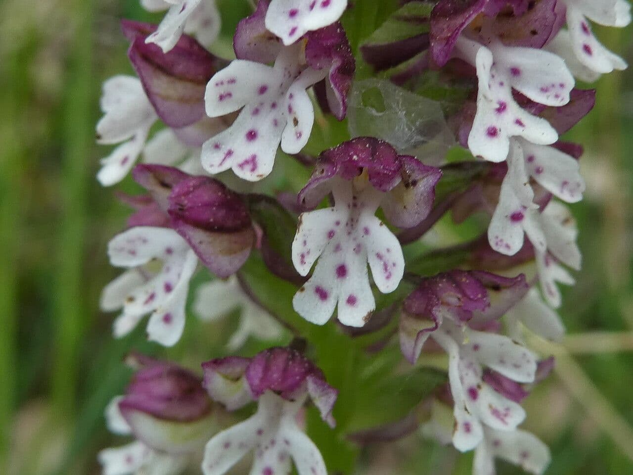 Orchide bruciacchiata 7