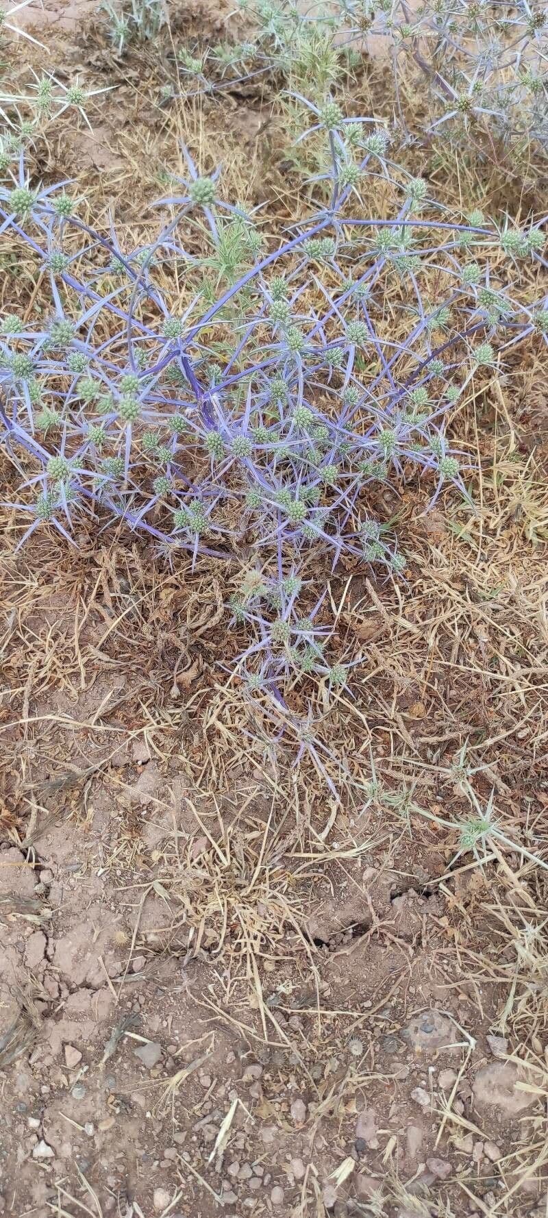 Panicaut crétois 13