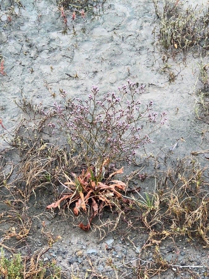Limonium californicum 3