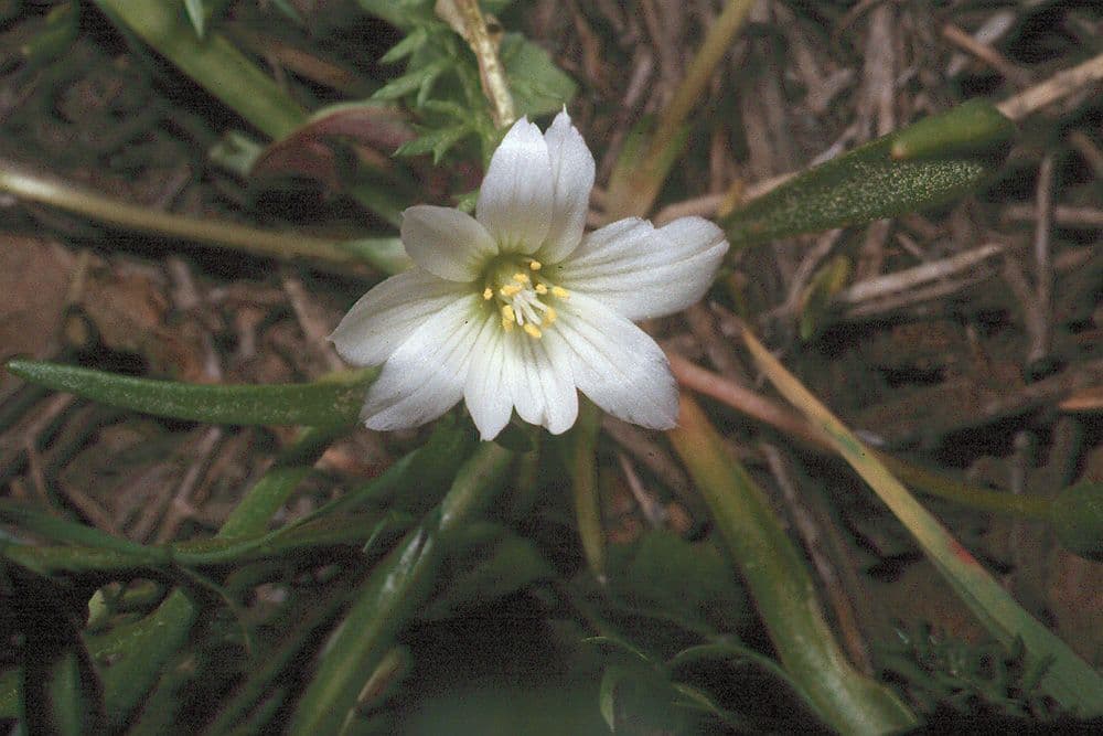 Lewisia del Nevada 2