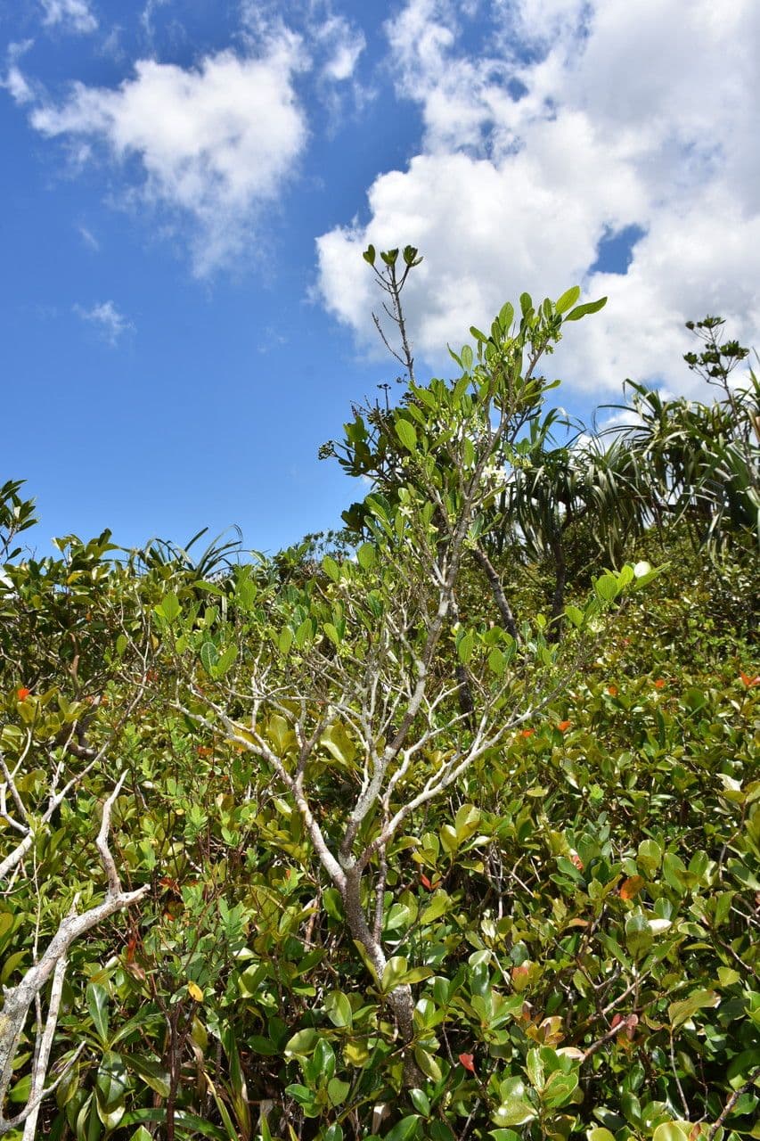 Tabernaemontana persicariifolia 6