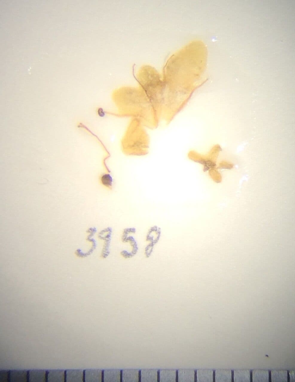 Premna brodata