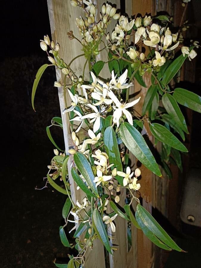Clematis di Armand 5