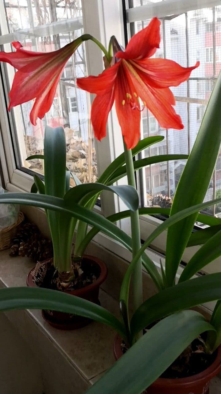 Amarilis 7