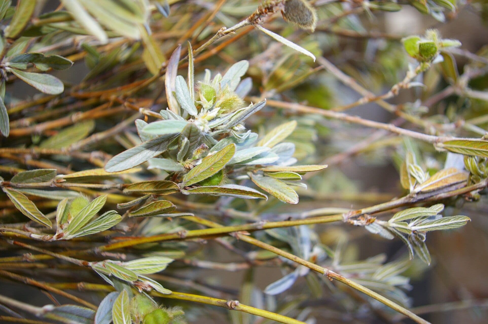 Eriosema 8