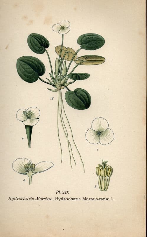 Grenouillette 19