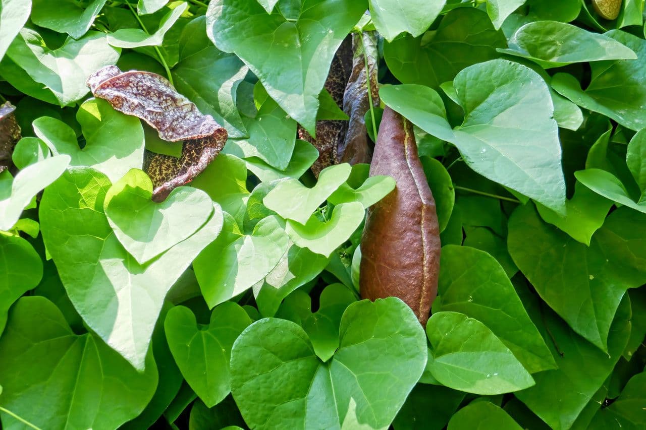 Aristolochia 2