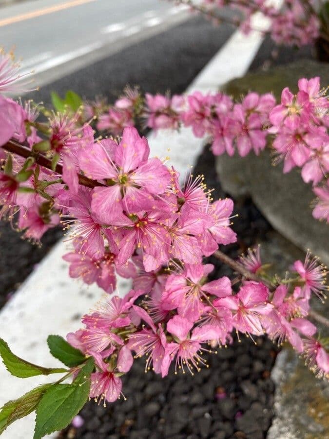 Chinese bush cherry 2