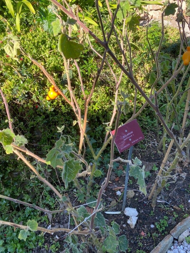 Solanum mammosum 10