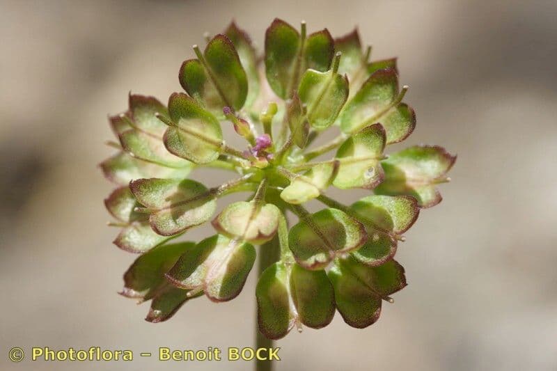 Iberis