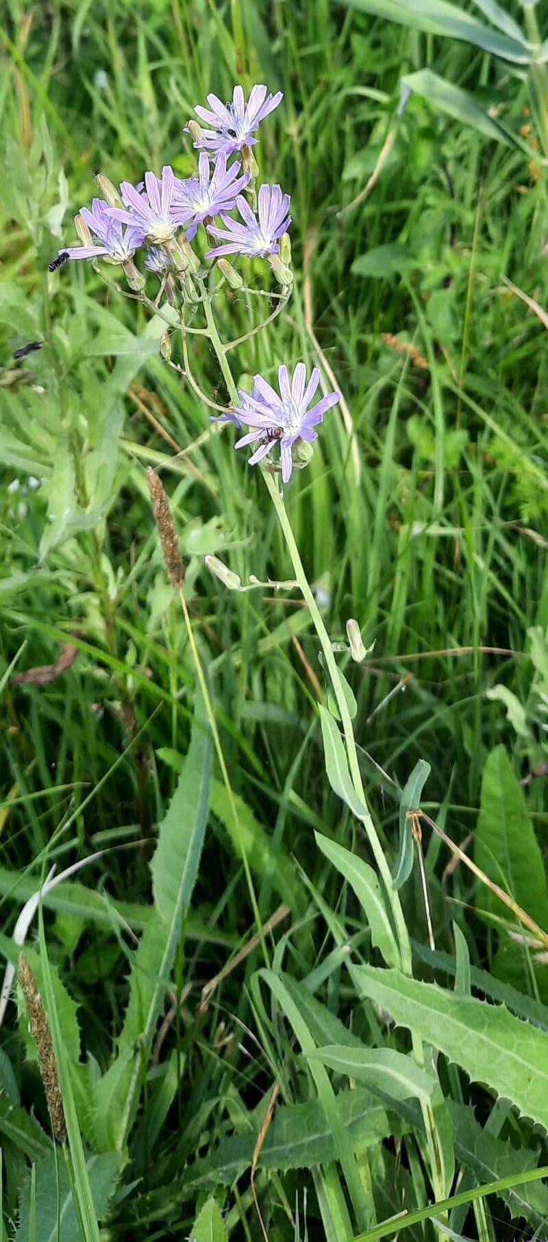 Lactuca tatarica 13