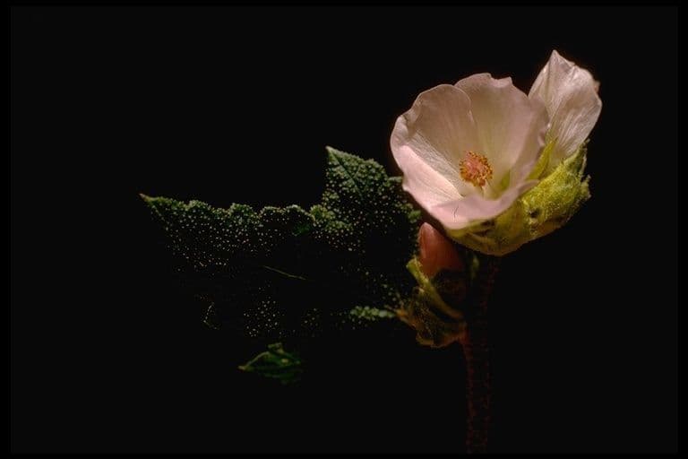 Malacothamnus