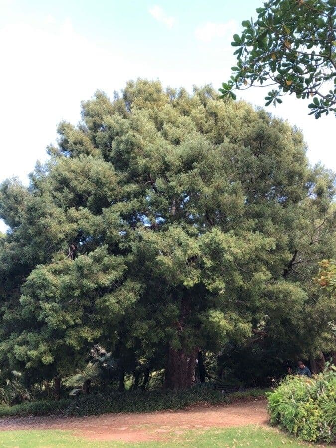 Afrocarpus falcatus 7