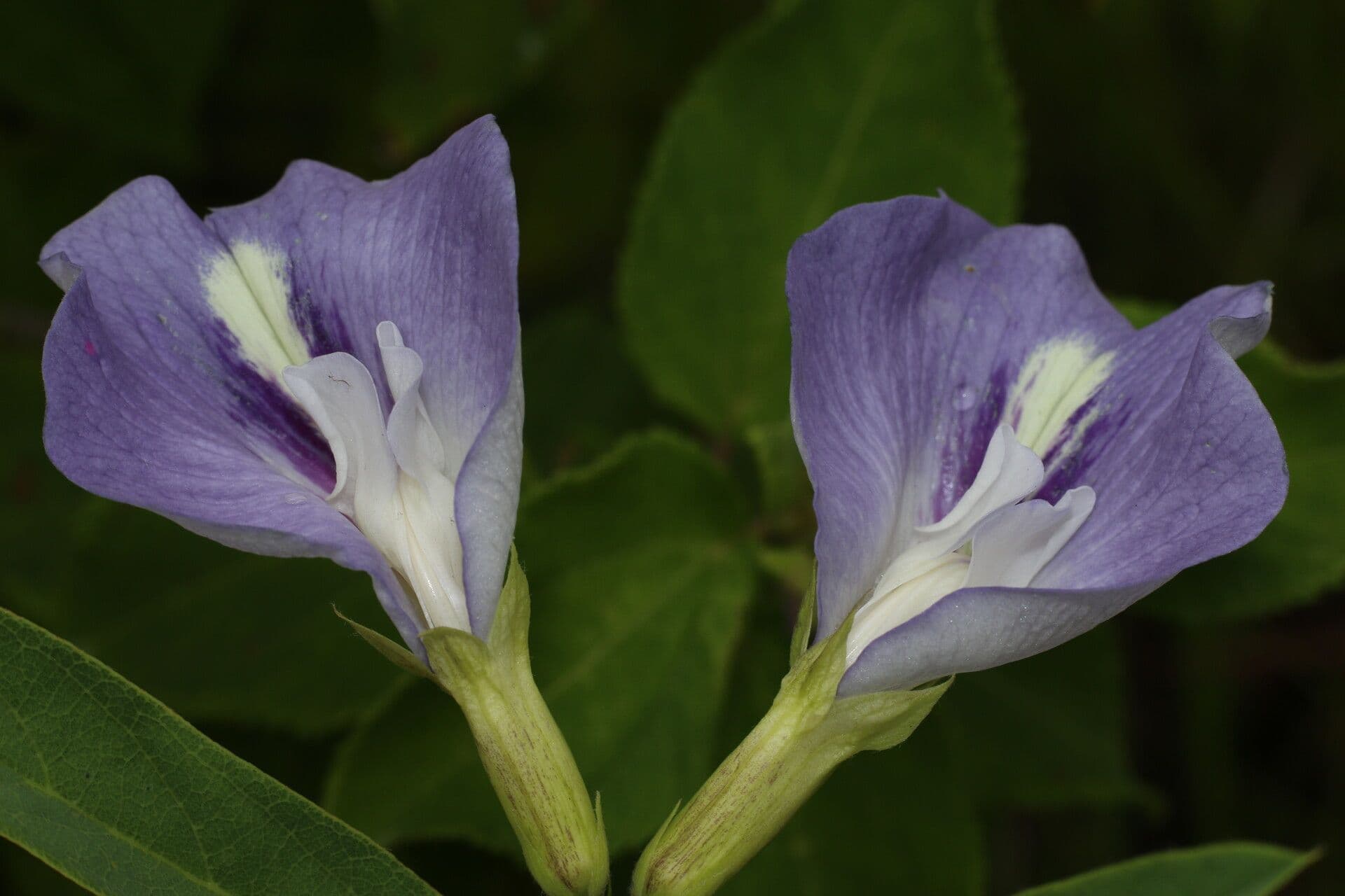 Clitoria guyanensis 6