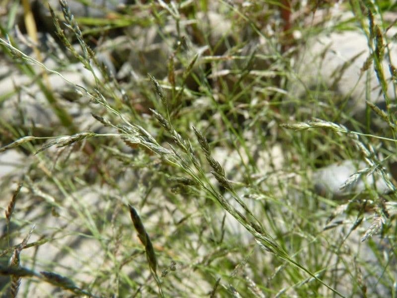 Eragrostis pectinacea 12