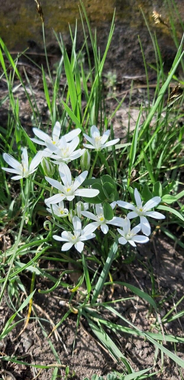 Ornithogale branchu 14