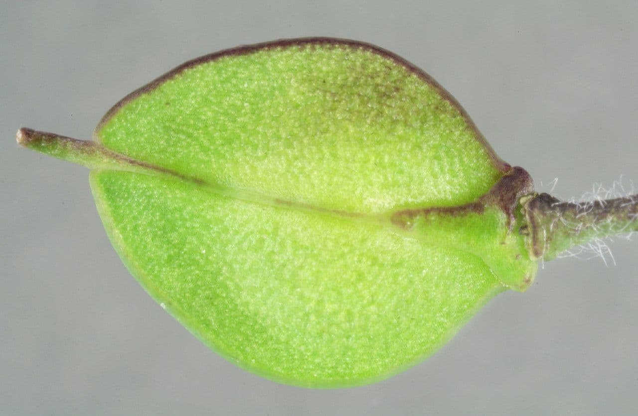 Lepidio eterofillo 2