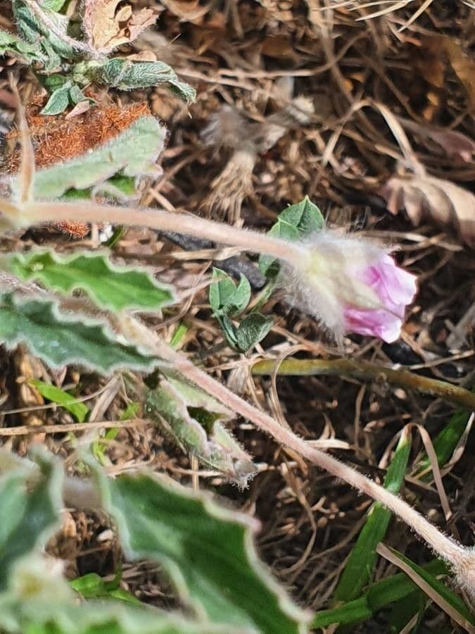 Monsonia 3