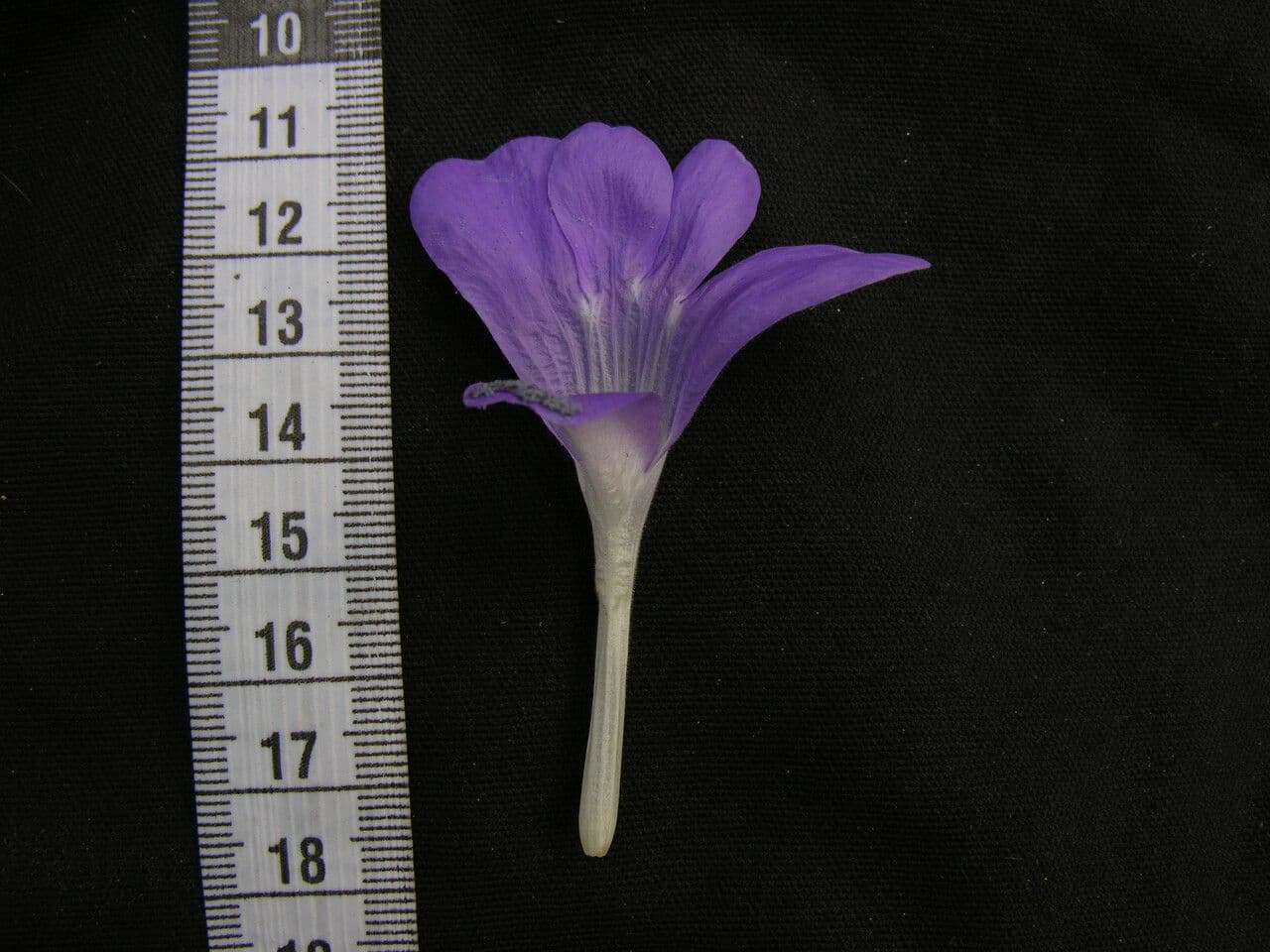 Barleria 16