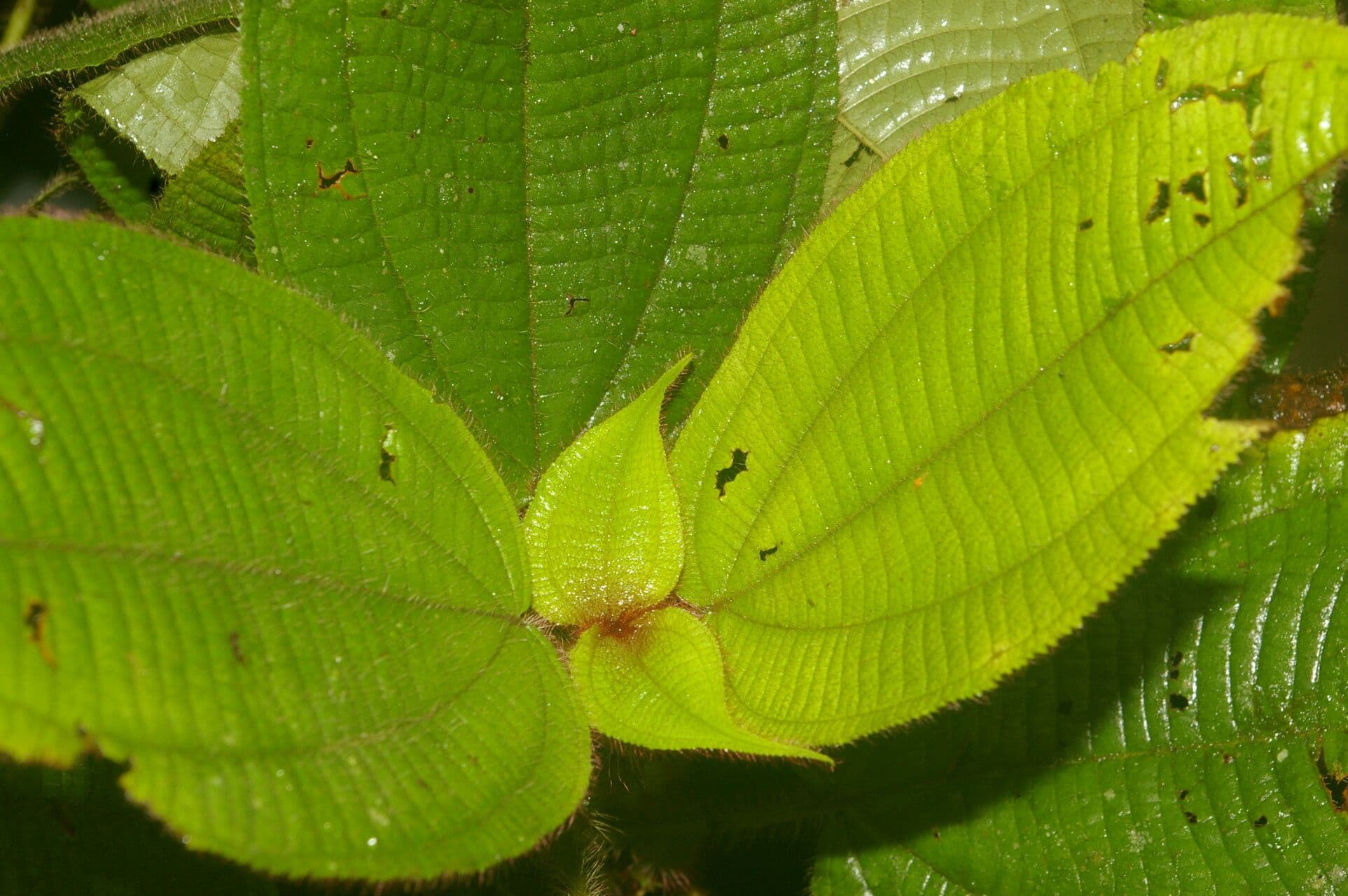 Miconia 9