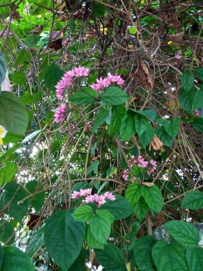 Clerodendro splendente 11