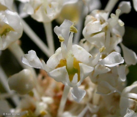 Ceanothus sametový 5