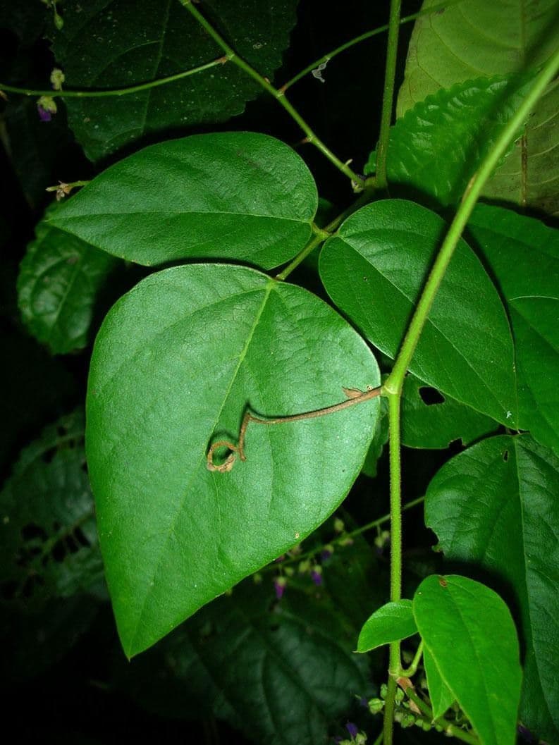 Desmodium 11