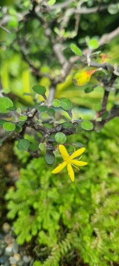 Corokia 4