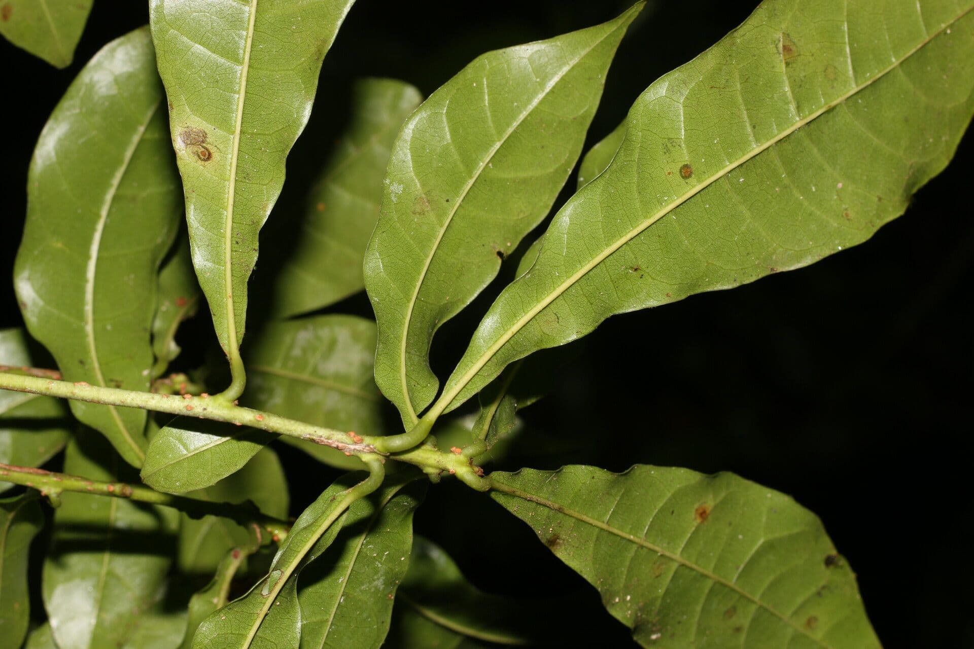 Meliosma 13