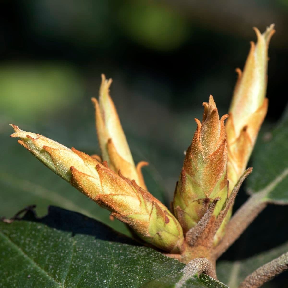 Rododendron Bureava 18
