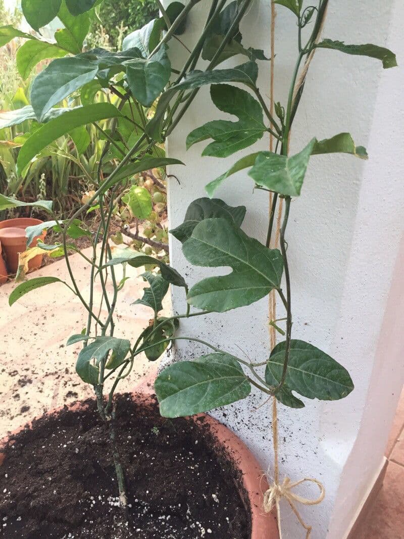 Passiflora 7